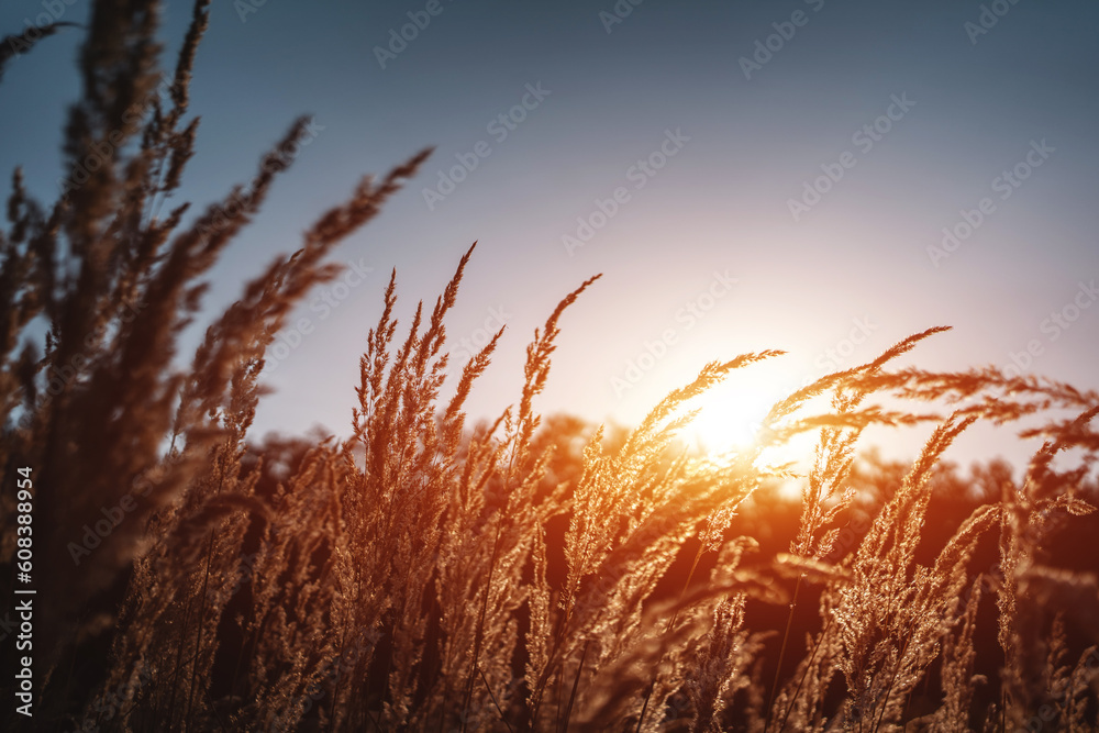 beautiful dry grass or cereal crops in field waving under wind at sunset