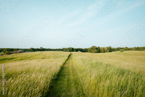 Road made of mowed grass in tall grasses. Green fields and beautiful blue sky