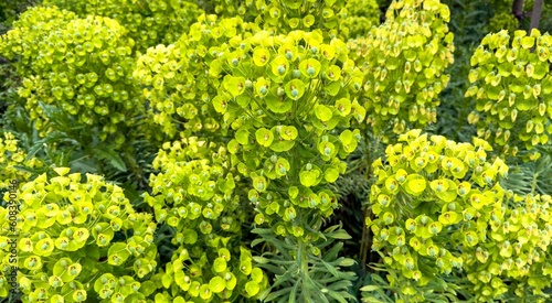 Yellown  Mediterranean Spurge photo