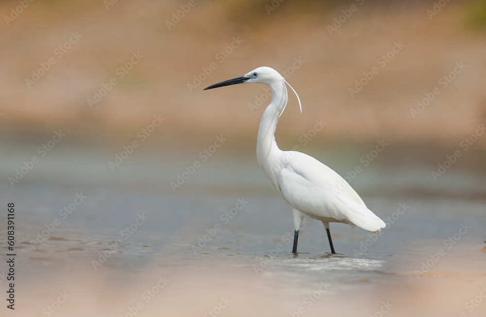 Little Egret (Egretta garzetta) is a very good fish hunter. It is lives near lake and rivers.