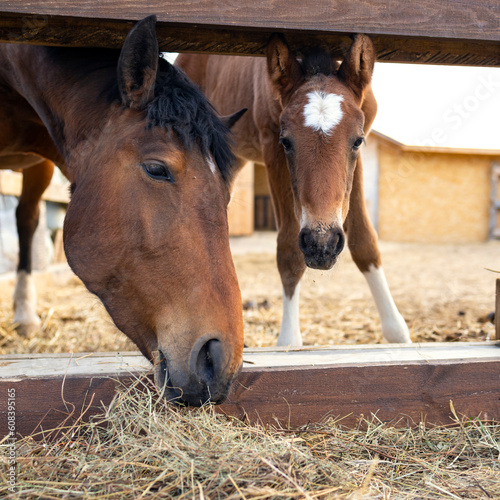 A bay horse and a bay foal eat the hay of their feeders
