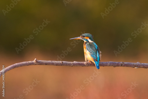  Common Kingfisher (Alcedo atthis) is one of the most popular wetlands in Turkey.