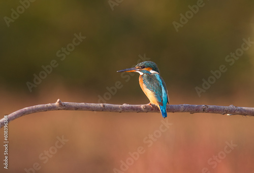  Common Kingfisher (Alcedo atthis) is one of the most popular wetlands in Turkey.