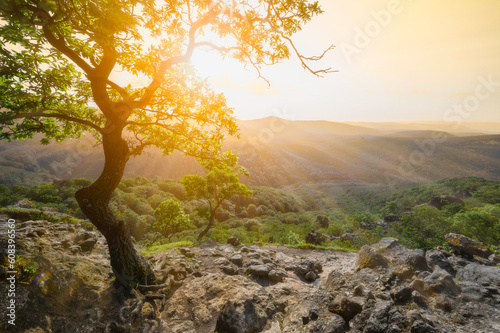 Sunset and tree 