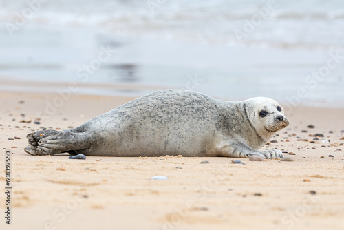 Common or Harbour Seal Phoca vitulina resting on a sandy beach