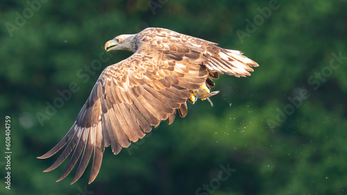 Sea Eagle catching fish
