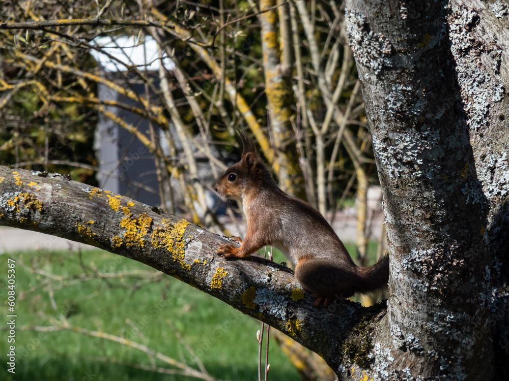 Portrait shot of a Red Squirrel (Sciurus vulgaris) with summer orange and brown coat sitting on a branch