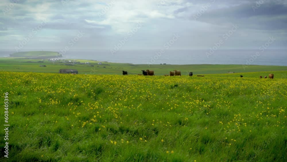 Cows in field of yellow flowers in wind on Orkney Scotland in summer Cows in field of yellow flowers in wind on Orkney Scotland in summer