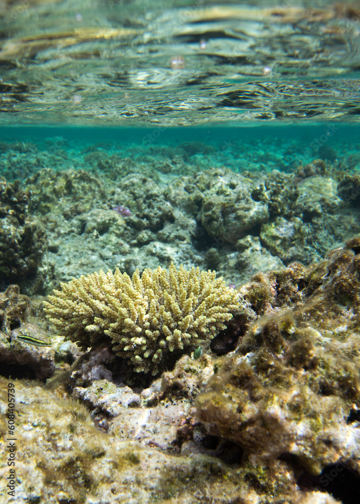 Panoramic view of corals Panoramic view of corals