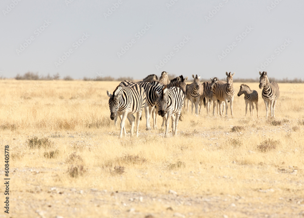 Large group of Hartmann mountain zebra Large group of Hartmann mountain zebra