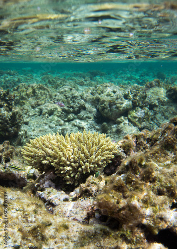 Panoramic view of corals