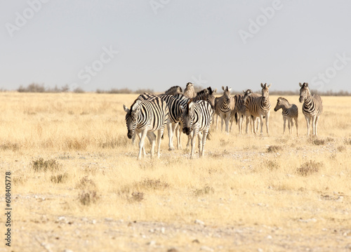 Large group of Hartmann mountain zebra