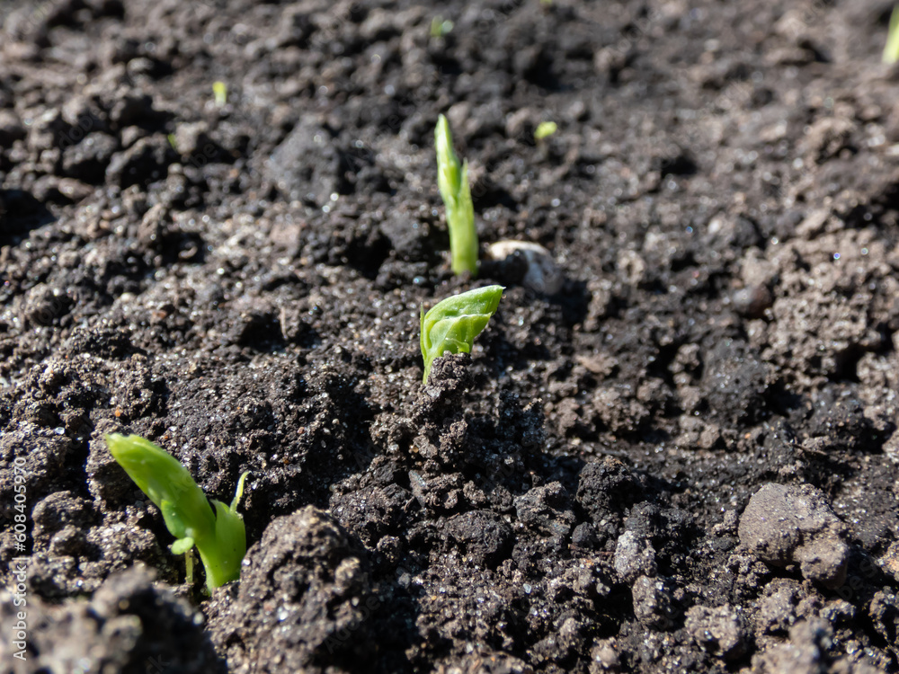 Close-up of a sweet green pea (pisum) sprouts or seedlings growing in a soil in a vegetable garden in bright sunlight in spring Close-up of a sweet green pea (pisum) sprouts or seedlings growing in a soil in a vegetable garden in bright sunlight in spring