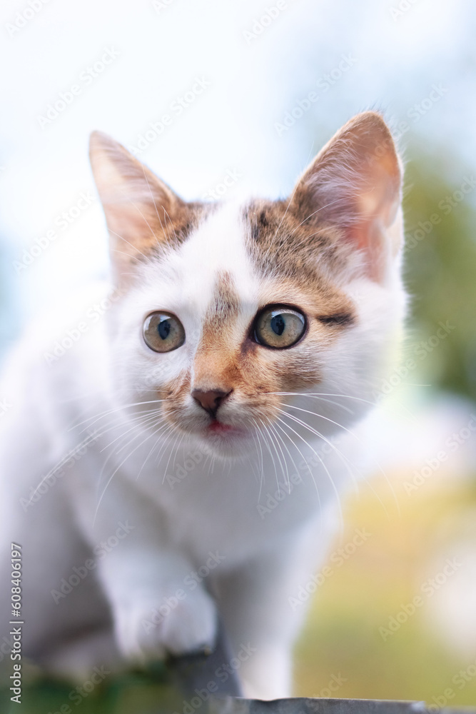White spotted cat with an attentive gaze White spotted cat with an attentive gaze
