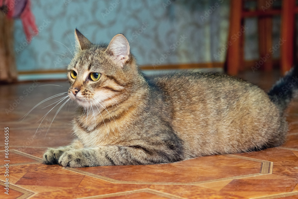 A brown tabby cat is sitting on the floor in the room
