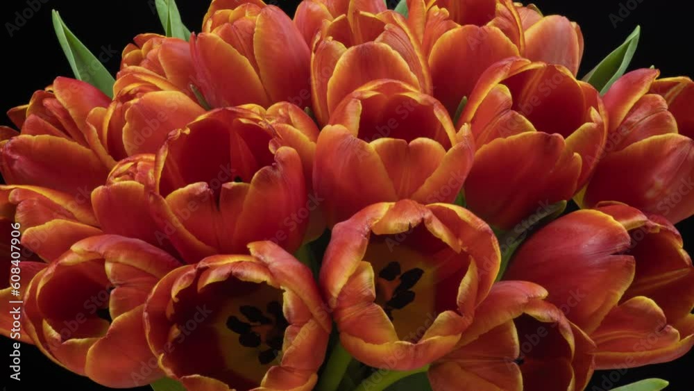 Tulips opening. Timelapse of beautiful pink tulip flowers blooming, isolated on black background. Time lapse tulip bunch of spring Easter flowers open, close-up. Holiday bouquet Tulips opening. Timelapse of beautiful pink tulip flowers blooming, isolated on black background. Time lapse tulip bunch of spring Easter flowers open, close-up. Holiday bouquet