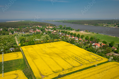 Yellow rapeseed field at sunny day, Sobieszewo Island. Poland