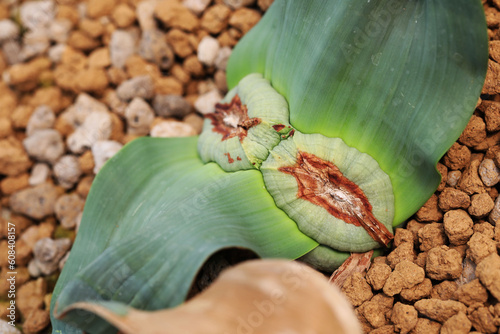 Century old desert plant (Welwitschia mirabilis) grow from seed