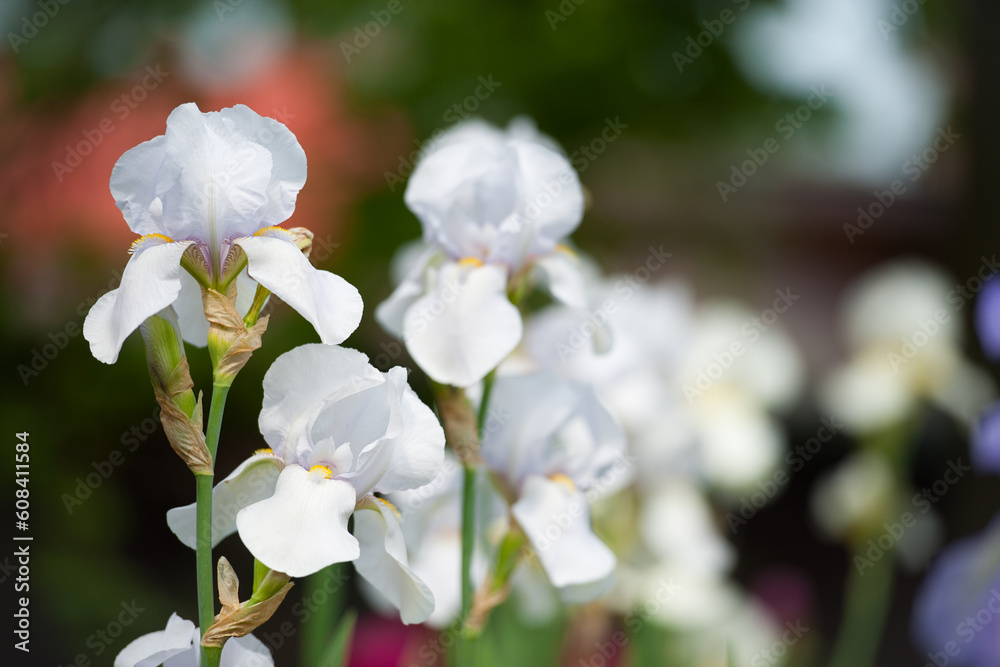 Fototapeta premium Irideae. White iris flowers are blooming in the garden. White flowers in the garden. macro photo, floral natural background. beautiful flowers close-up. blurred green background