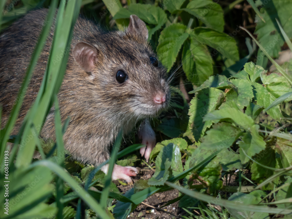 Common rat (Rattus norvegicus) with dark grey and brown fur walking in green grass in bright sunlight Common rat (Rattus norvegicus) with dark grey and brown fur walking in green grass in bright sunlight