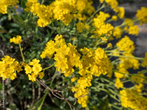 The basket of gold, goldentuft alyssum or gold-dust (Aurinia saxatilis or Alyssum saxatile) flowering with small yellow flowers in garden in spring