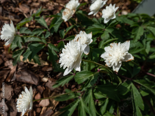 Wood Anemone (Anemone nemorosa) 'Vestal' flowering with double, pure white flowers with 6-7 petals in the garden