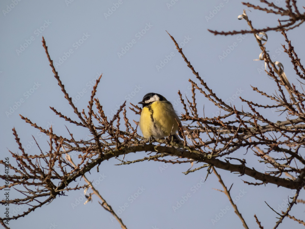 Fluffy Great tit (Parus major) sitting on a branch without leaves in bright sunlight with sky in background Fluffy Great tit (Parus major) sitting on a branch without leaves in bright sunlight with sky in background