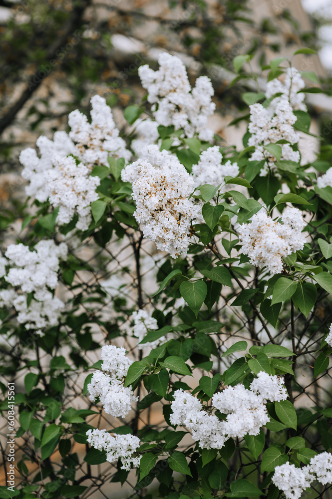 Blooming white lilac flowers in spring in a garden in nature. Close-up photo. Blooming white lilac flowers in spring in a garden in nature. Close-up photo.