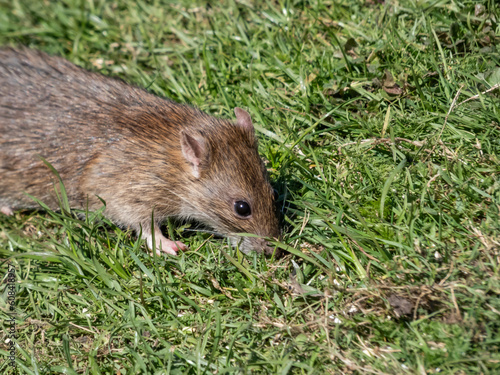 Common rat  Rattus norvegicus  with dark grey and brown fur walking in green grass in bright sunlight