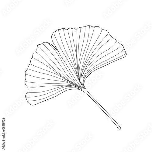Fresh ginkgo leaf black and white outline hand drawn vector illustration, floral medicinal organic detailed plant, Japanese cultural symbol, eco-friendly environment concept