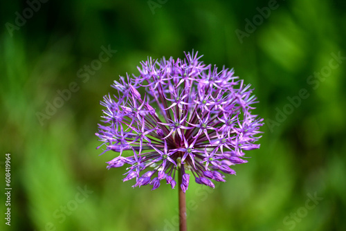 Allium Gladiator flower lineup