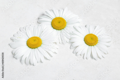 Fresh chamomile flowers on light background