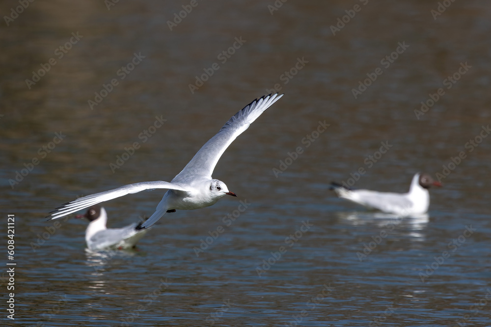 The European Herring Gull, Larus argentatus is a large gull. Here flying in the air.