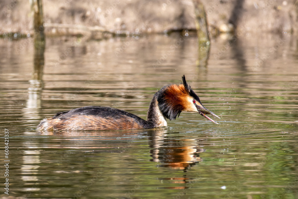 Fototapeta premium Great Crested Grebe, Podiceps cristatus has caught a fish.