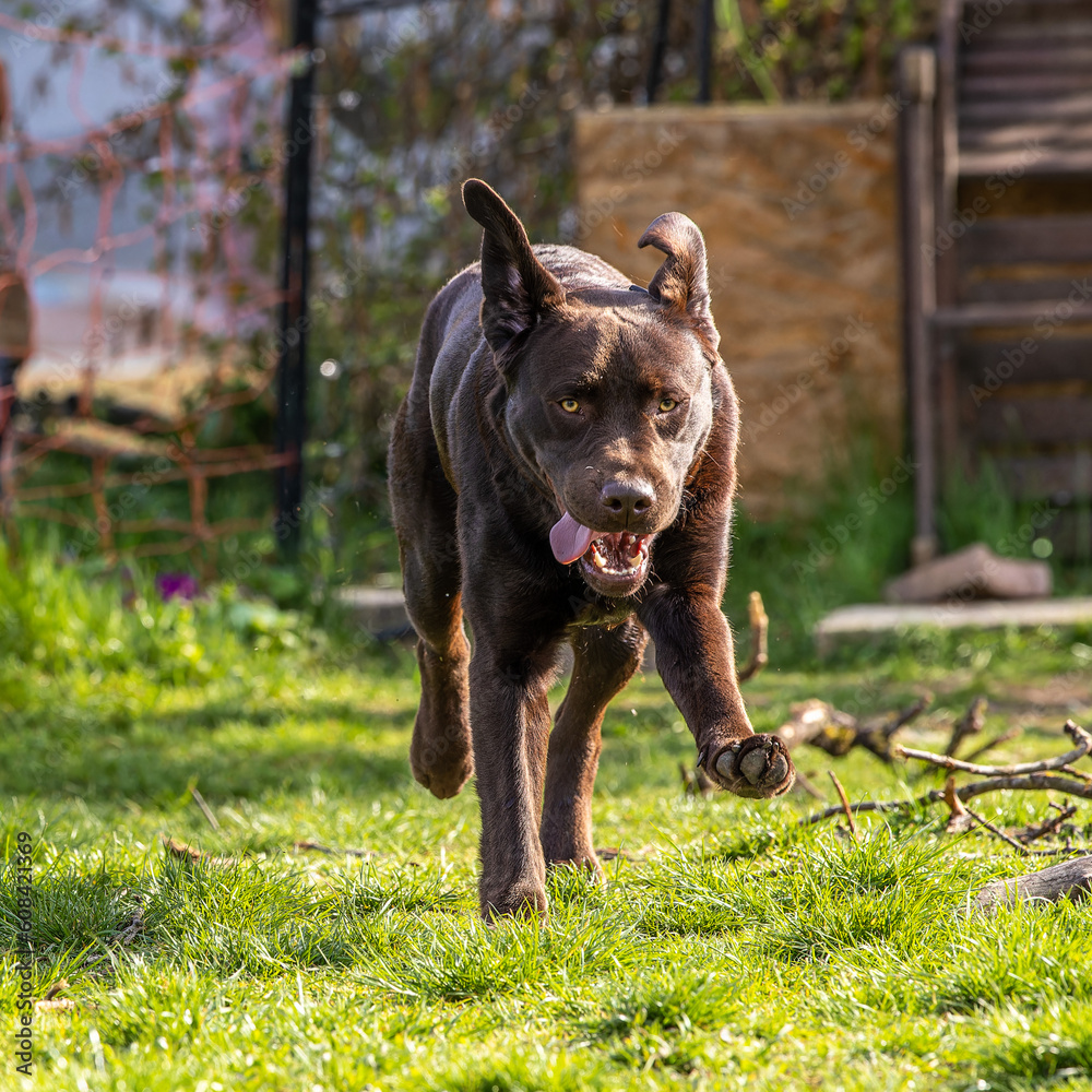 Labrador retriever, Canis lupus familiaris on a grass field. Healthy chocolate brown labrador retriever Labrador retriever, Canis lupus familiaris on a grass field. Healthy chocolate brown labrador retriever