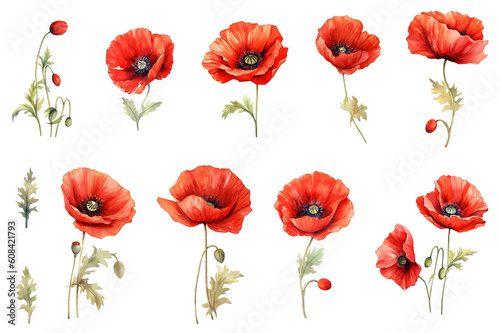 Red poppy flowers collection watercolor style illustration. Isolated on white background red poppies meadow wildflowers. Generative AI