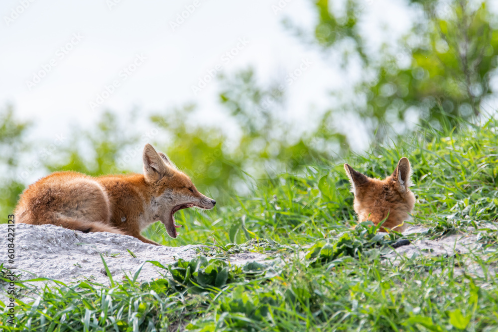 Fototapeta premium A fox cub near the burrow