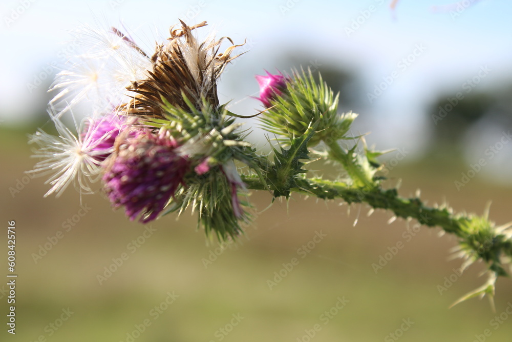 Wildblumensamen im Wind. Schöne Natur. Vermehrung durch Samen. Verschwommener Hintergrund. Sommer auf der Wiese. Minimalistischer Ansatz. Makrofotografie der Flora. Krautiger Baum mit Knospen. Wildblumensamen im Wind. Schöne Natur. Vermehrung durch Samen. Verschwommener Hintergrund. Sommer auf der Wiese. Minimalistischer Ansatz. Makrofotografie der Flora. Krautiger Baum mit Knospen.