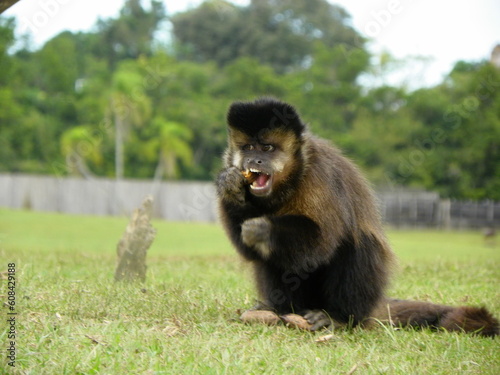 capuchin monkey
