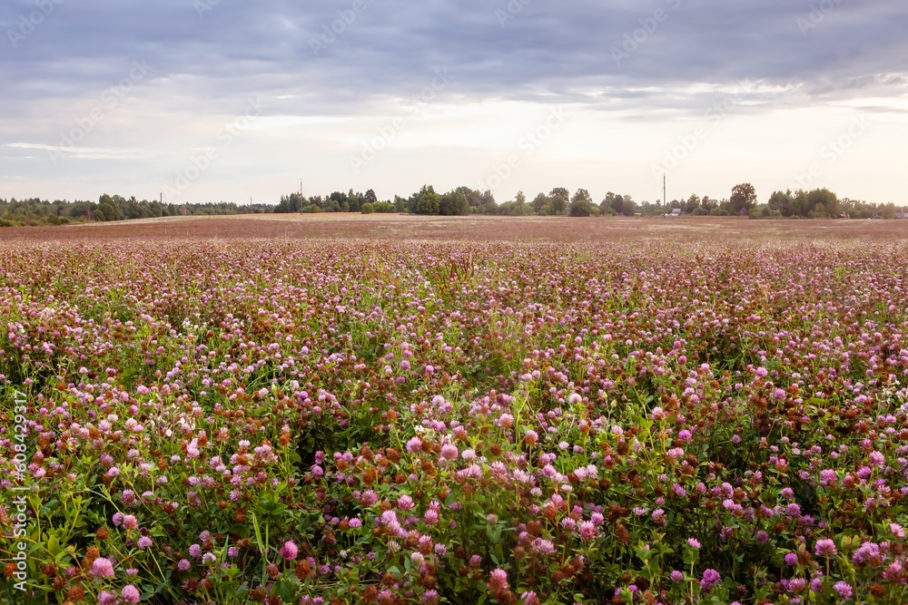 Summer landscape with a field of blooming pink clover, in the natural soft sunset sunlight. Field of red clover Trifolium pratense. Forage crop for livestock grazing. Summer landscape with a field of blooming pink clover, in the natural soft sunset sunlight. Field of red clover Trifolium pratense. Forage crop for livestock grazing.