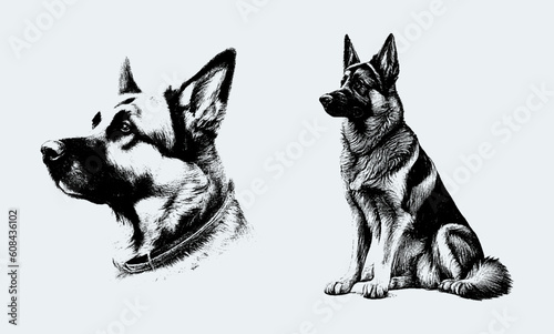 A full-length dog is drawn with a pencil on an isolated background. Engraved drawing. Guard dog. Shepherd. Black and white style. Vector illustration