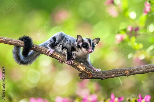 Close-up of a sugar glider (Petaurus breviceps) on a branch, Indonesia photo