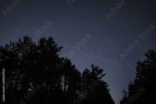 Night scene  forest and beautiful starry sky.