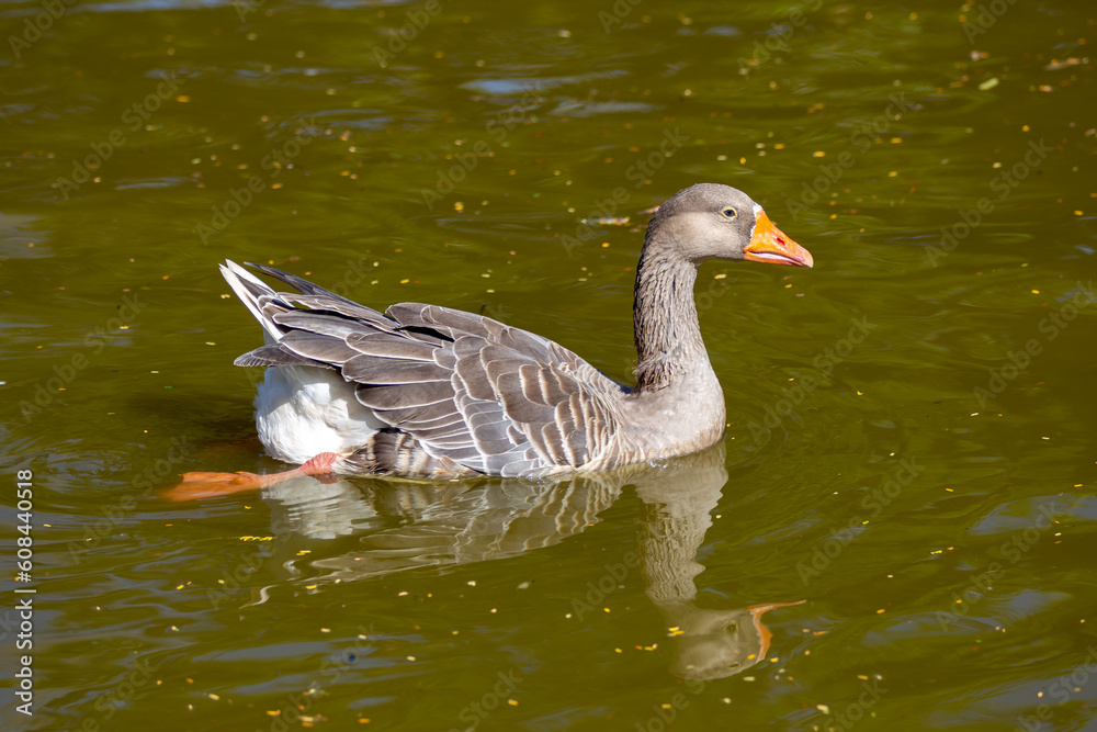 Domestic goose swimming in tranquil lake with reflection in
water Domestic goose swimming in tranquil lake with reflection in
water