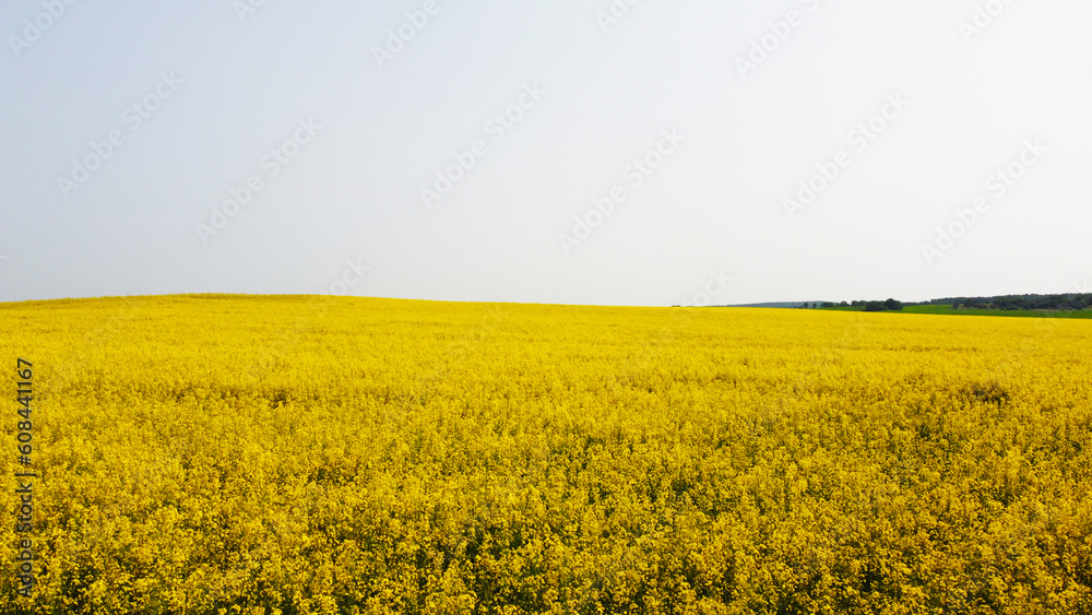 Aerial view of the yellow agricultural agro fields of rapeseed plant culture. Photography for the background of tourism, design, advertising and agro business Aerial view of the yellow agricultural agro fields of rapeseed plant culture. Photography for the background of tourism, design, advertising and agro business