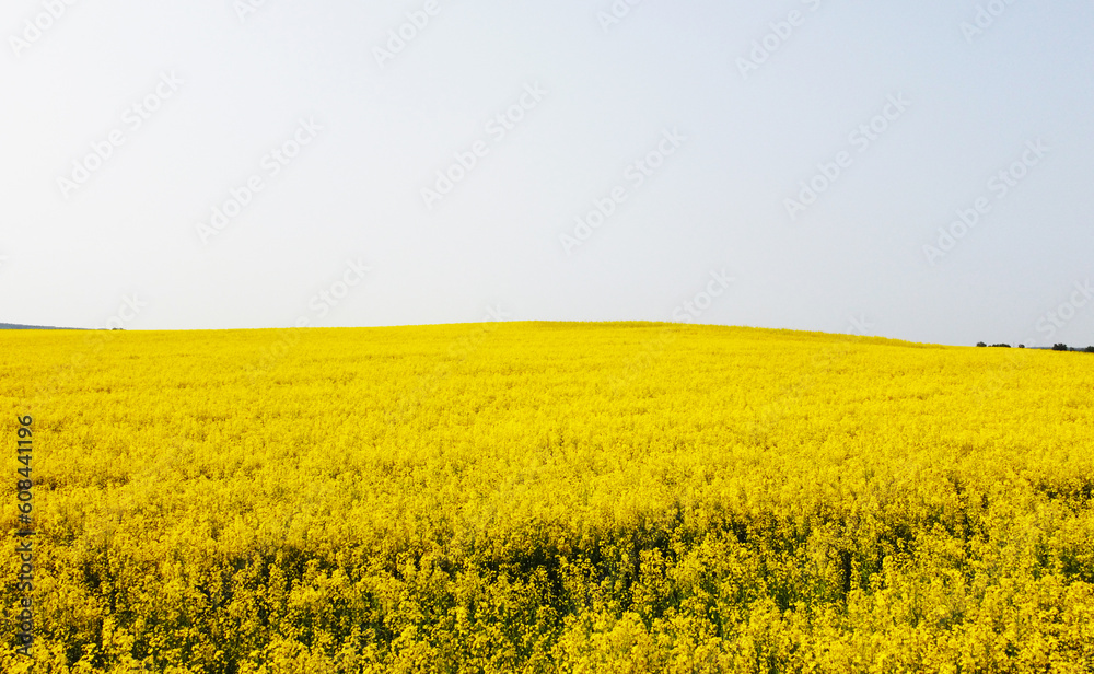Aerial view of the yellow agricultural agro fields of rapeseed plant culture. Photography for the background of tourism, design, advertising and agro business Aerial view of the yellow agricultural agro fields of rapeseed plant culture. Photography for the background of tourism, design, advertising and agro business