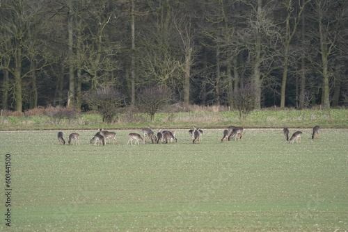 Wild Deer Herd