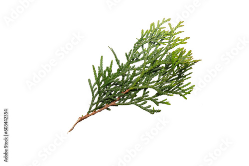 twigs of thuja emerald on a transparent isolated background. png