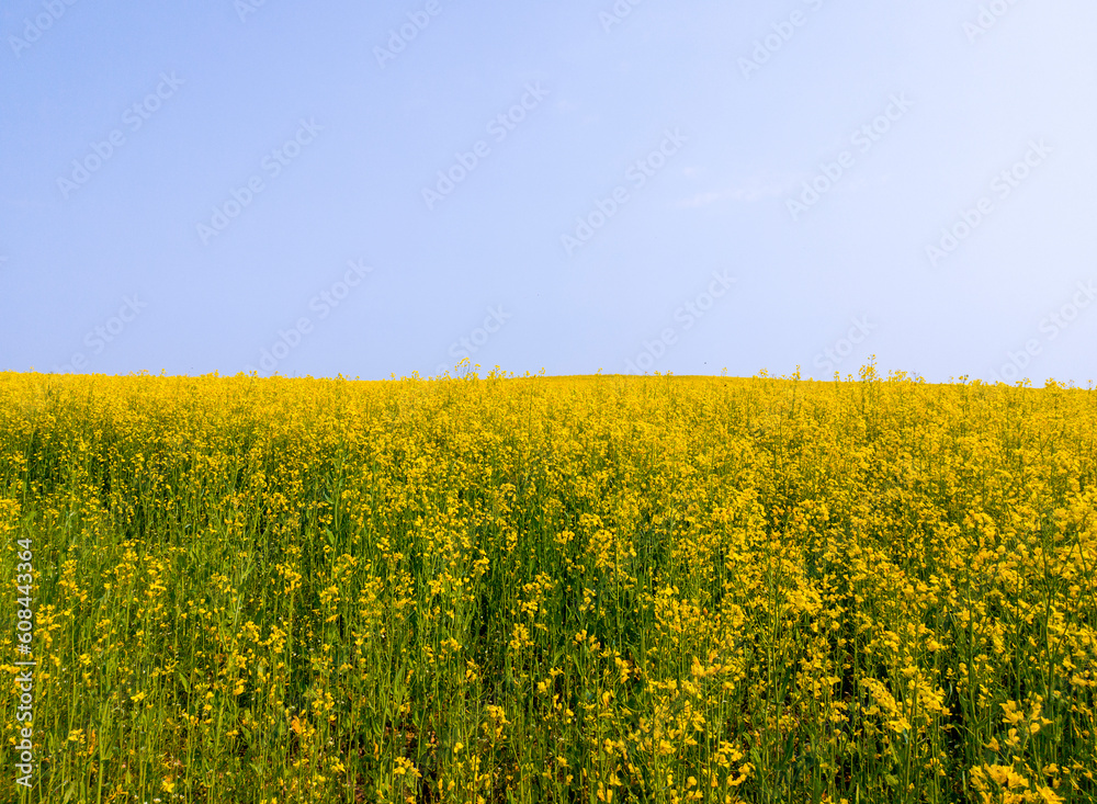 Yellow agricultural agro field of rapeseed plant culture. Yellow-blue background for tourism, design, advertising and agro business Yellow agricultural agro field of rapeseed plant culture. Yellow-blue background for tourism, design, advertising and agro business