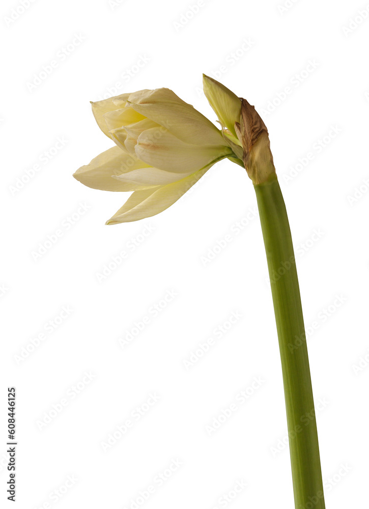 Obraz premium Double hippeastrum (amaryllis) 